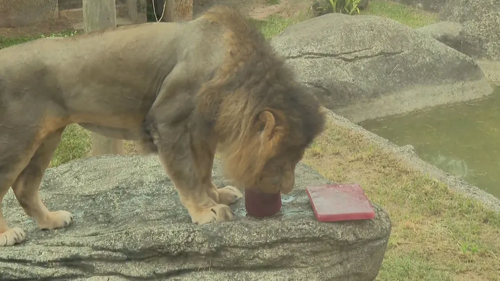 Leão Simba ganha picolés de sangue