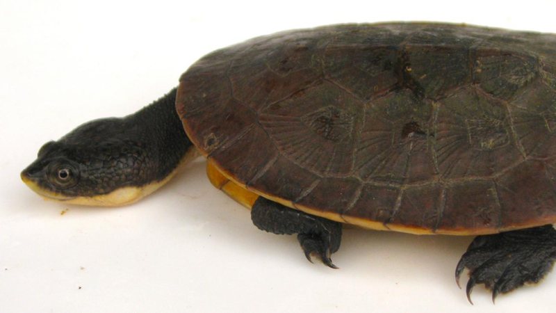 Nova espécie de tartaruga e descoberta no norte do Brasil
