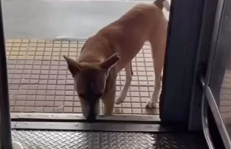 Cão indiano faz sucesso ao passear de trem todos os dias