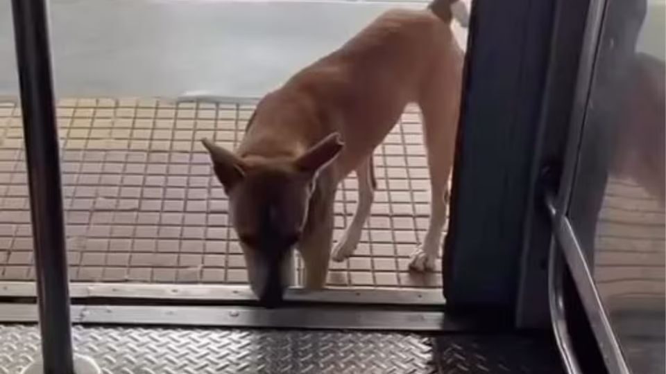 Cão indiano faz sucesso ao passear de trem todos os dias