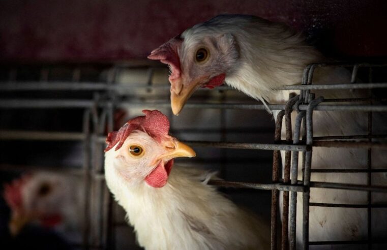 Ministério da Agricultura declara estado de emergência, em território nacional, com a possibilidade da gripe aviária
