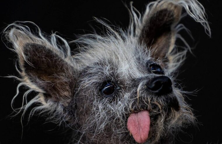 Cão de crista chinês vence concurso de “mais feio do mundo”, nos EUA