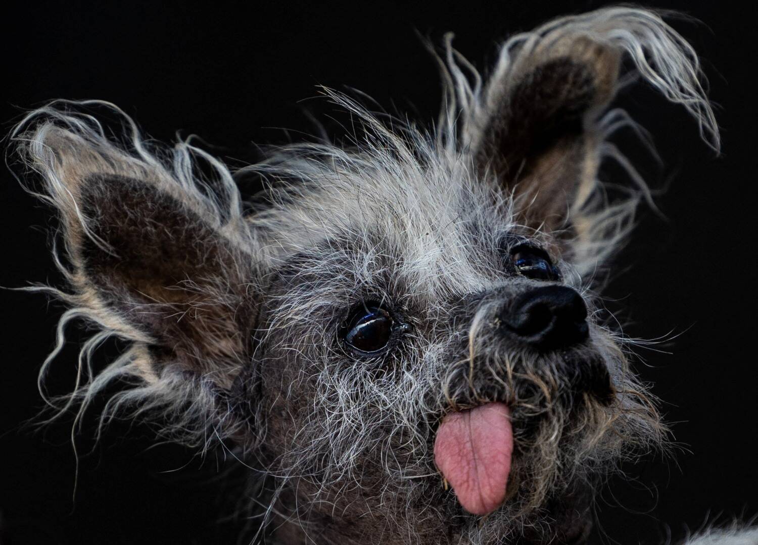 Cão de crista chinês vence concurso de “mais feio do mundo”, nos EUA