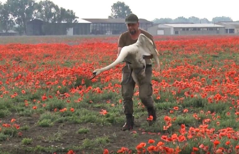 Cisnes ficam chapados de ópio na Eslováquia