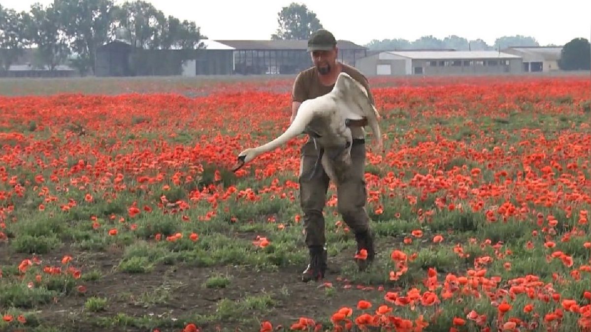 Cisnes ficam chapados de ópio na Eslováquia