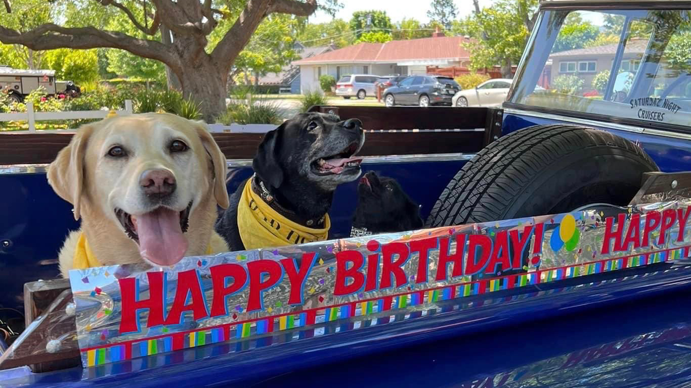 Idoso comemora aniversário de 100 anos na presença de 200 cachorros