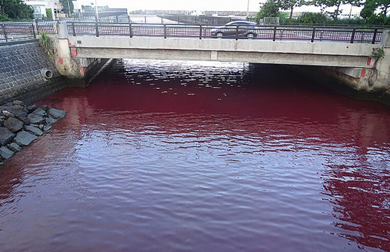 Água em baía do Japão fica vermelha após vazamento em fábrica de cerveja