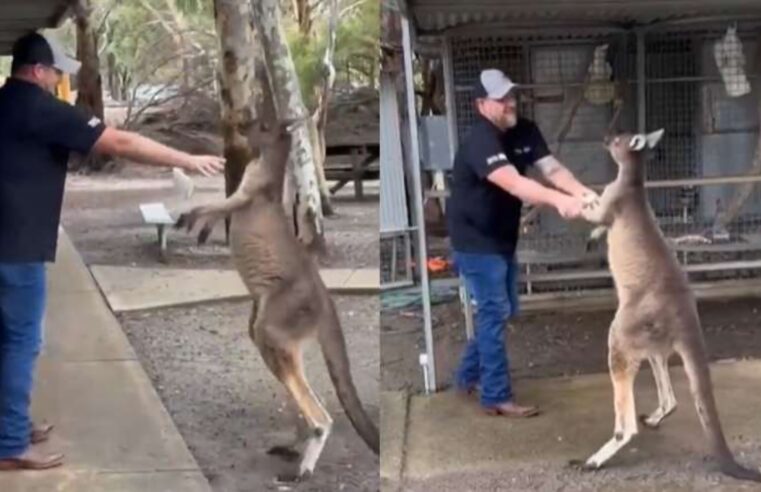 Canguru briga com turista em parque na Austrália