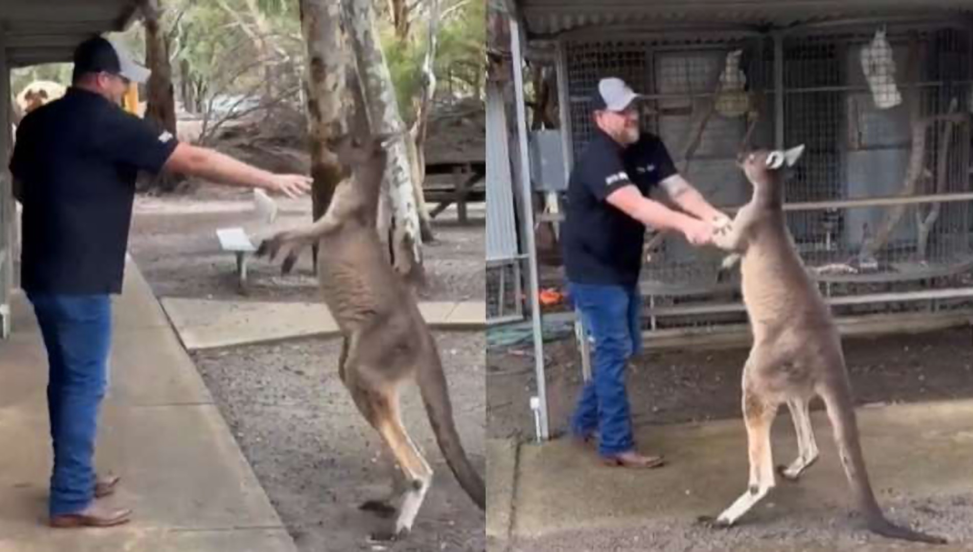Canguru briga com turista em parque na Austrália