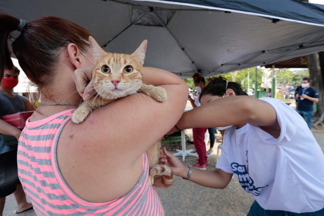 Prefeitura oferece vacinação e microchipagem para animais em Bangu