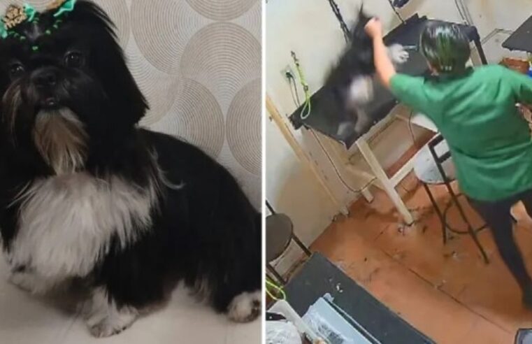 Polícia investiga agressão após morte de cadela shin-tzu em petshop de Goiás