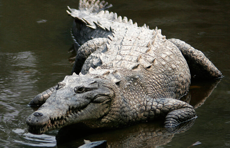 Crocodilo chama atenção por engravidar sozinha