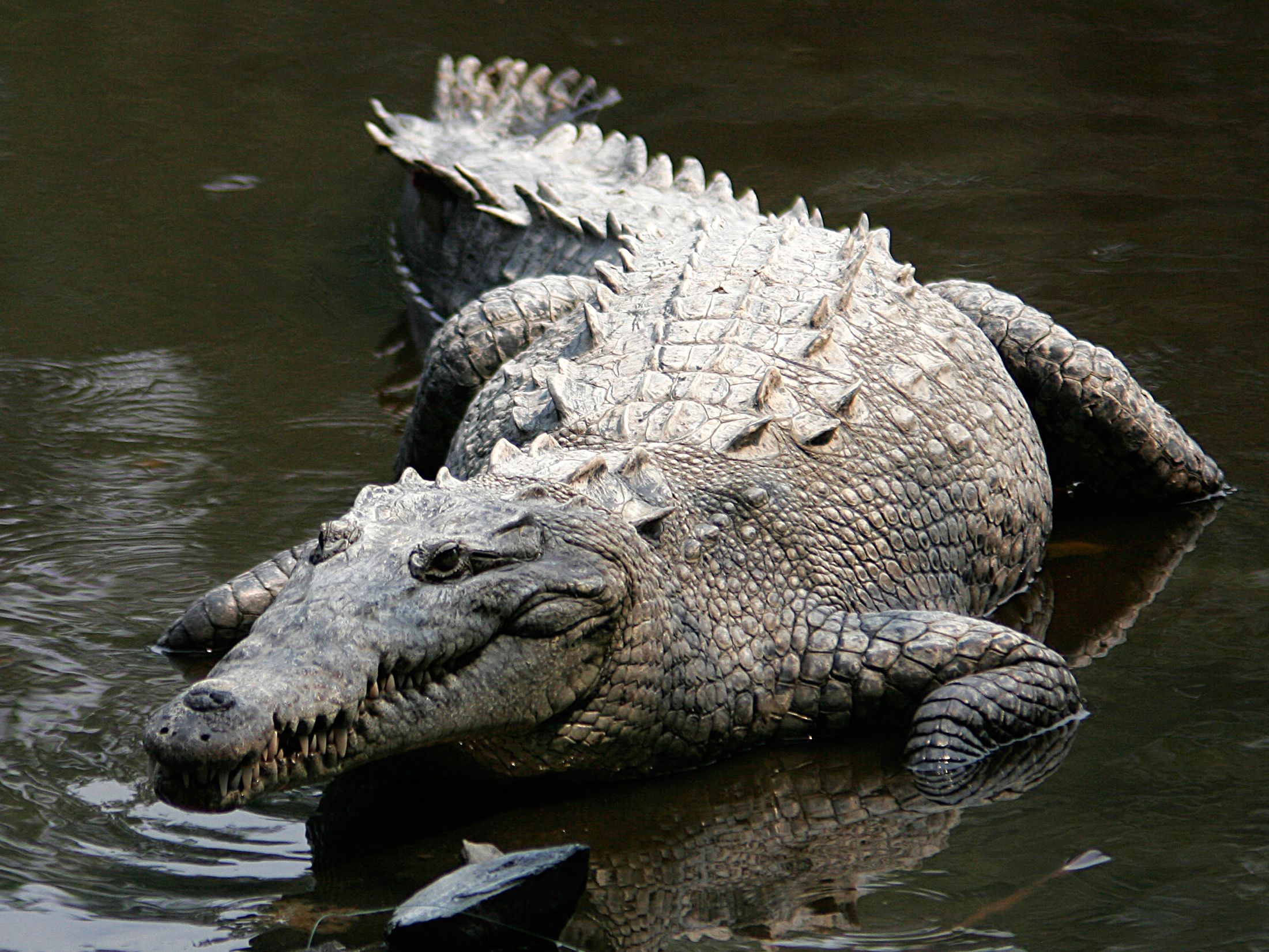 Crocodilo chama atenção por engravidar sozinha