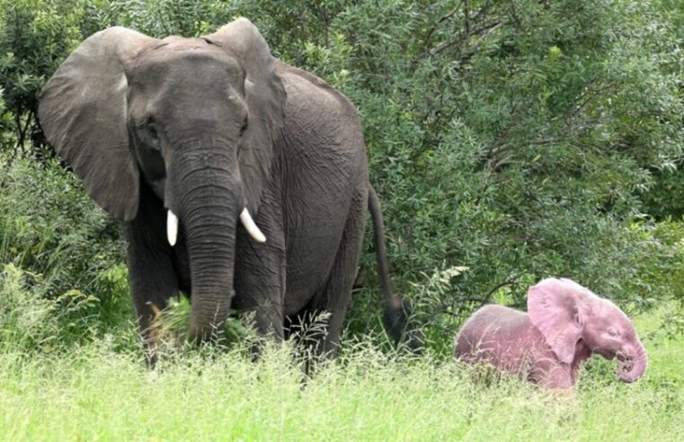 Filhote de elefante rosa é visto na África do Sul