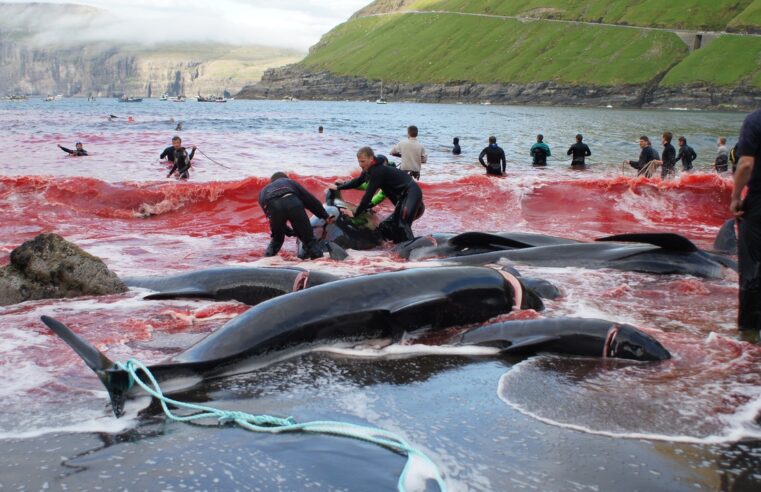 Golfinhos aparecem mortos em ilhas da Dinamarca
