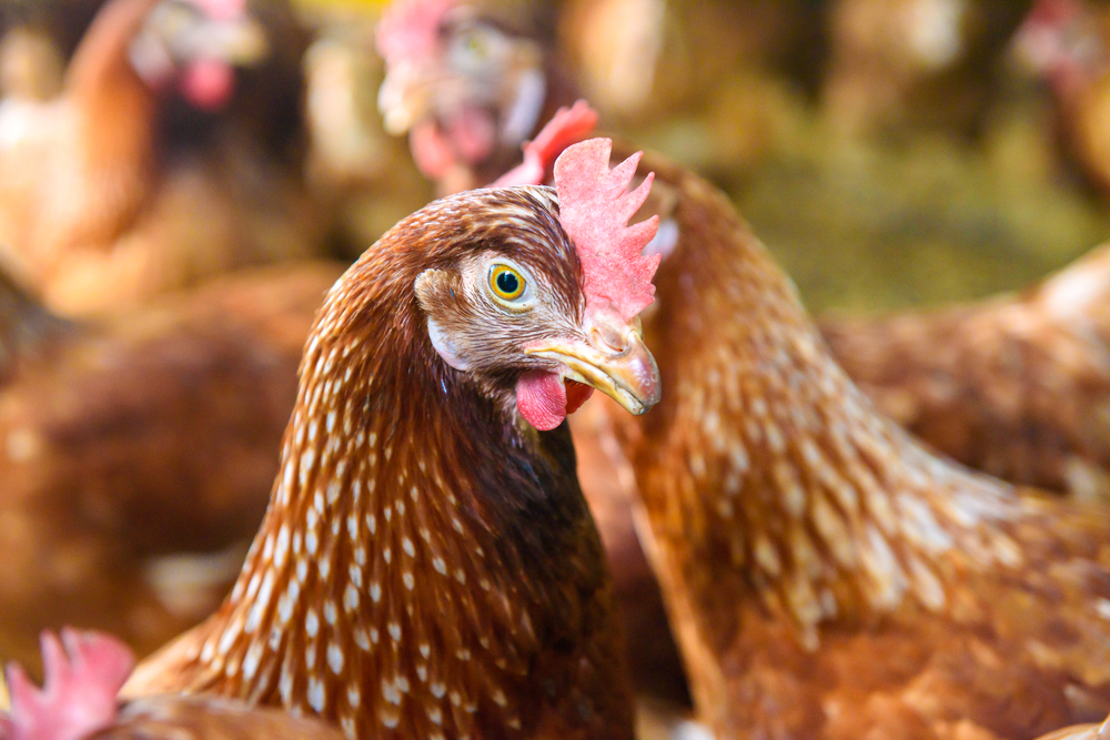 Brasil registra primeiro caso de influenza aviária em aves domésticas