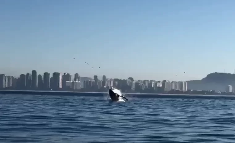 Baleia jubarte é vista na praia da Barra da Tijuca na manhã desta sexta-feira (09)