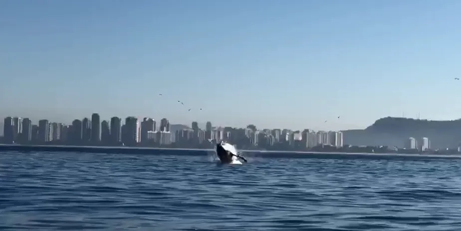 Baleia jubarte é vista na praia da Barra da Tijuca na manhã desta sexta-feira (09)