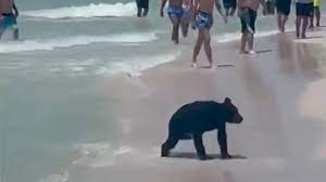 Filhote de urso aparece em praia nos EUA e contagia com sua fofura