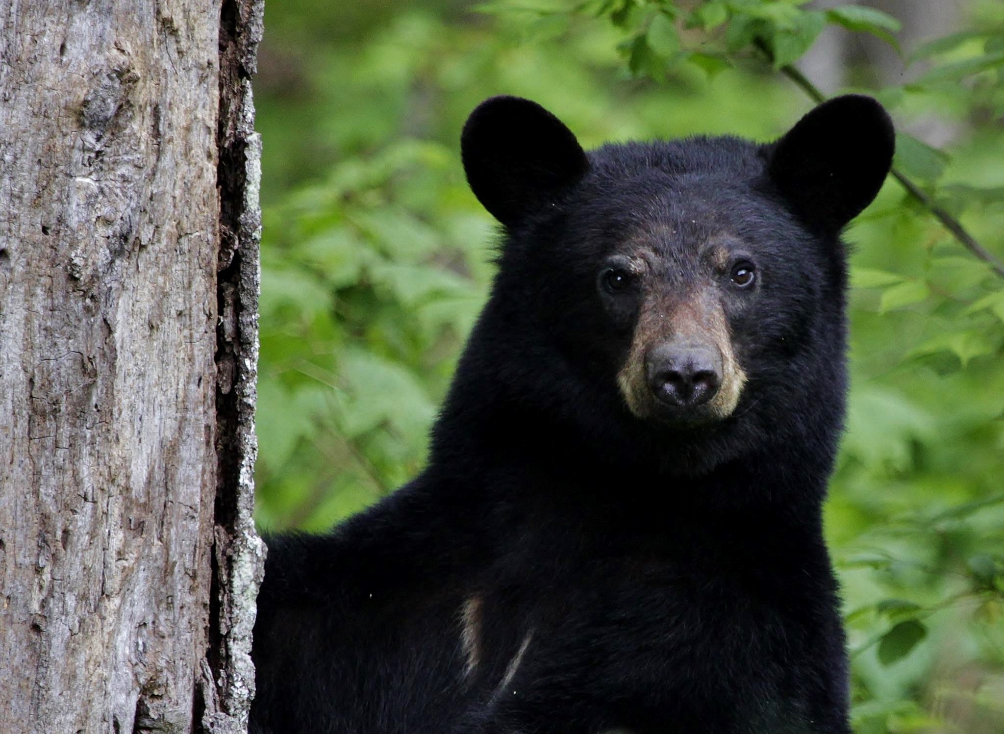 Urso invade festa no México e rouba a comida