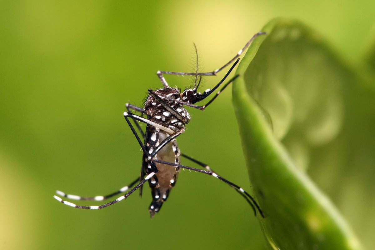 Odores exalados pela pele atraem os mosquitos