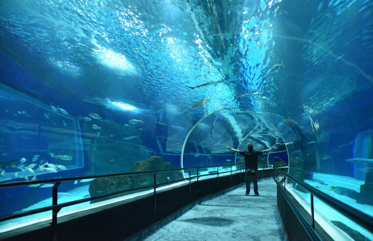 AquaRio, o maior aquário da América do Sul, fica no Centro do Rio