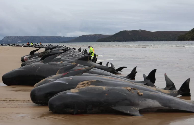 Mais de 50 golfinhos encalham e morrem em praia na Escócia