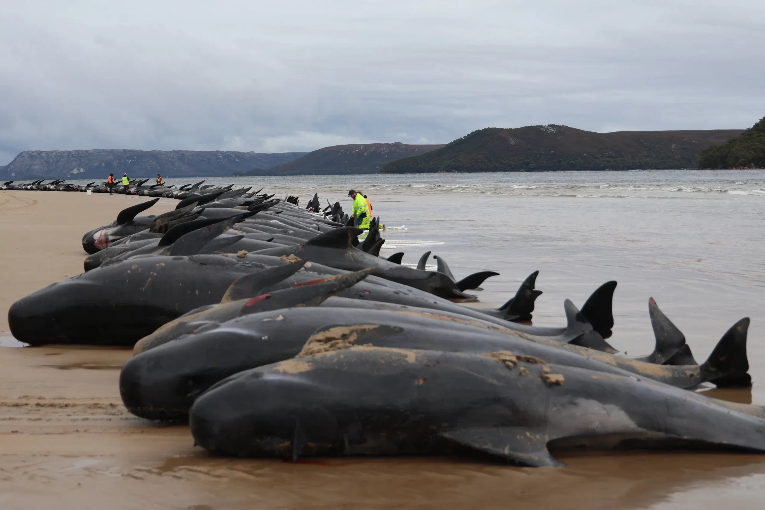 Mais de 50 golfinhos encalham e morrem em praia na Escócia