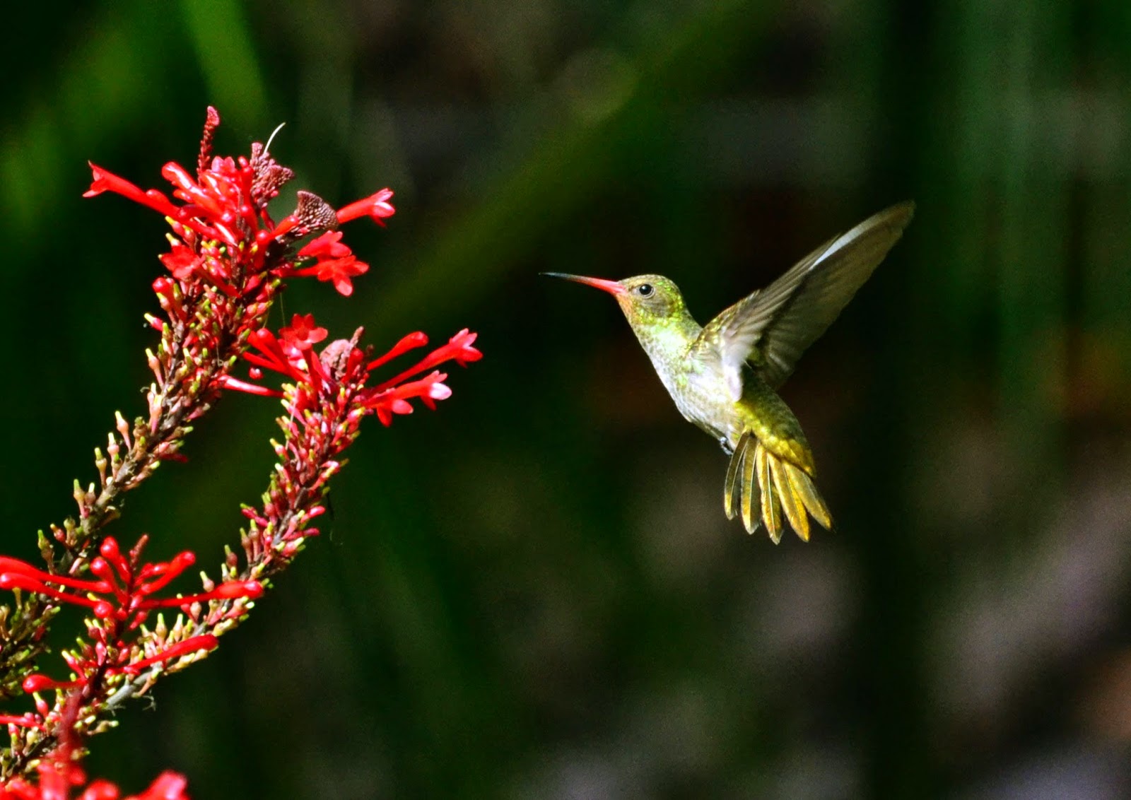 Beija-flores batem as asas 200 vezes por segundo e comem oito vezes o seu peso