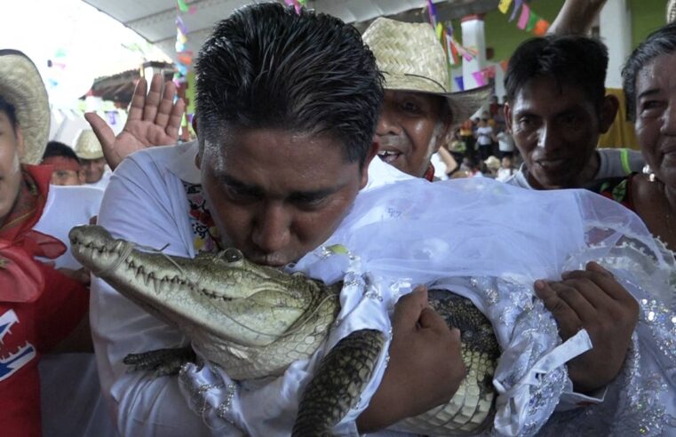 Prefeito mexicano realiza cerimônia de casamento com crocodilo