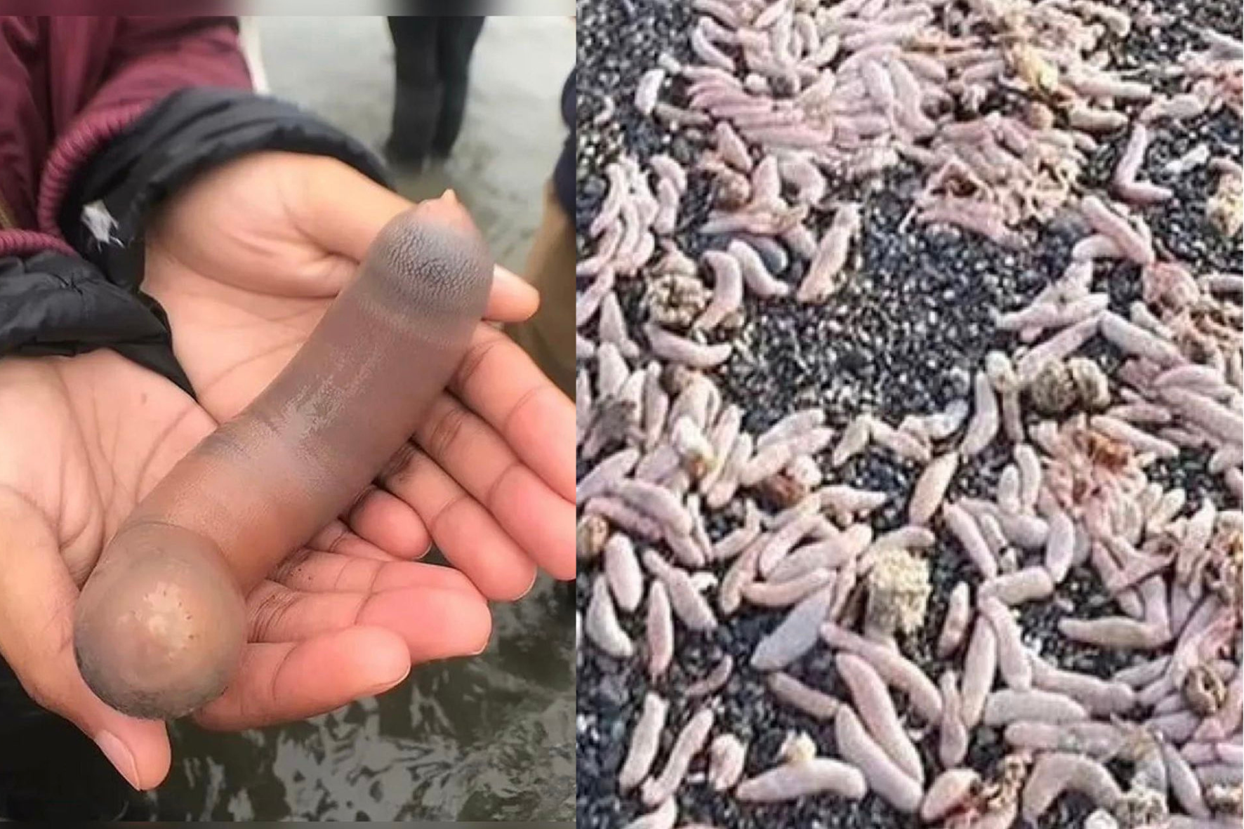 Milhares de Peixes-Pênis, de até 30cm, invadem praia na Argentina