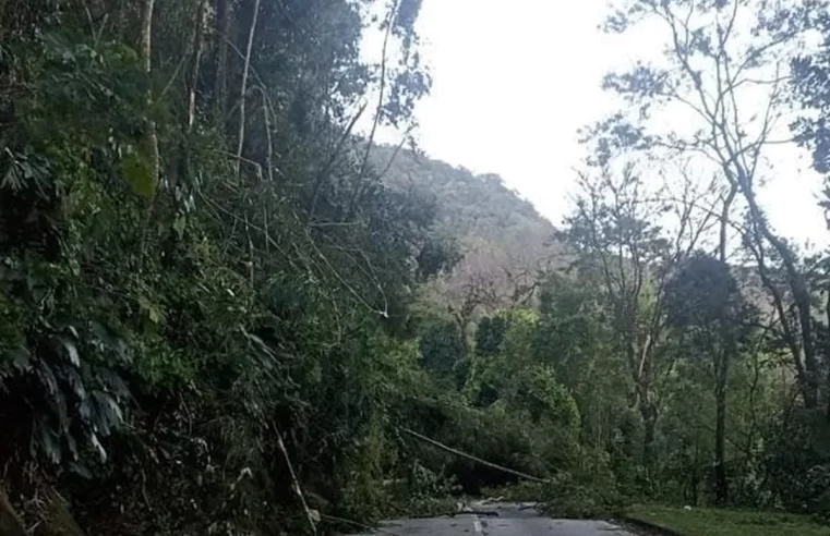 Km 87 na Serra de Petrópolis, sentido Juiz de Fora, está interditado devido à queda de árvores provocada por vendaval