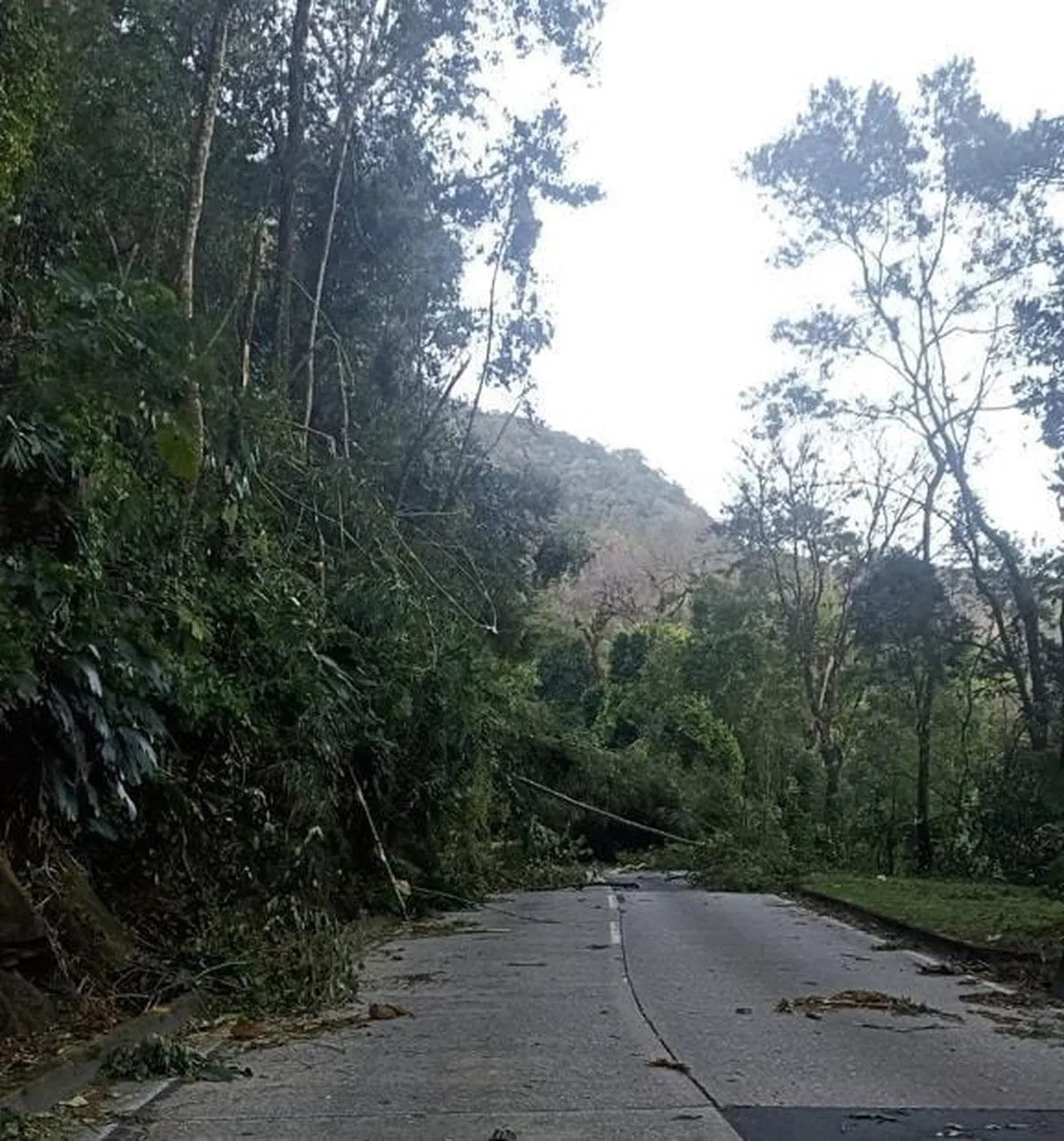 Km 87 na Serra de Petrópolis, sentido Juiz de Fora, está interditado devido à queda de árvores provocada por vendaval