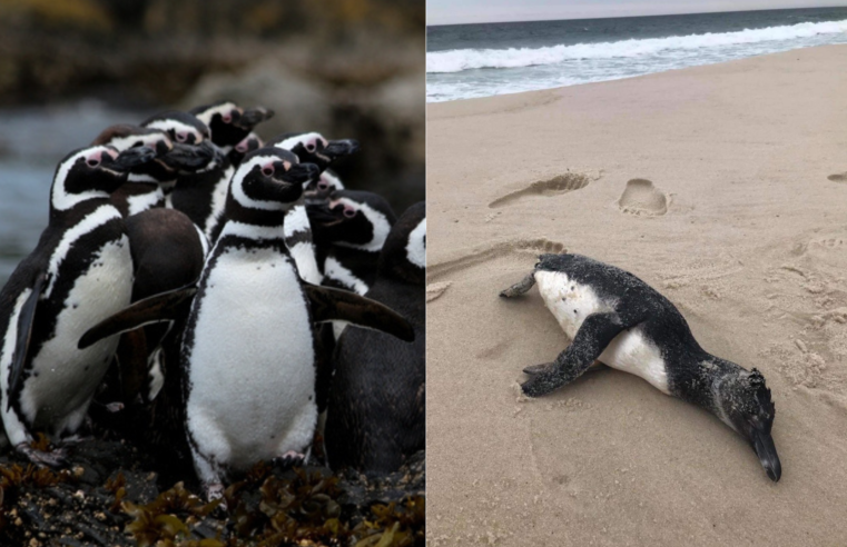 300 pinguins são encontrados mortos no Uruguai enquanto migravam para o Brasil