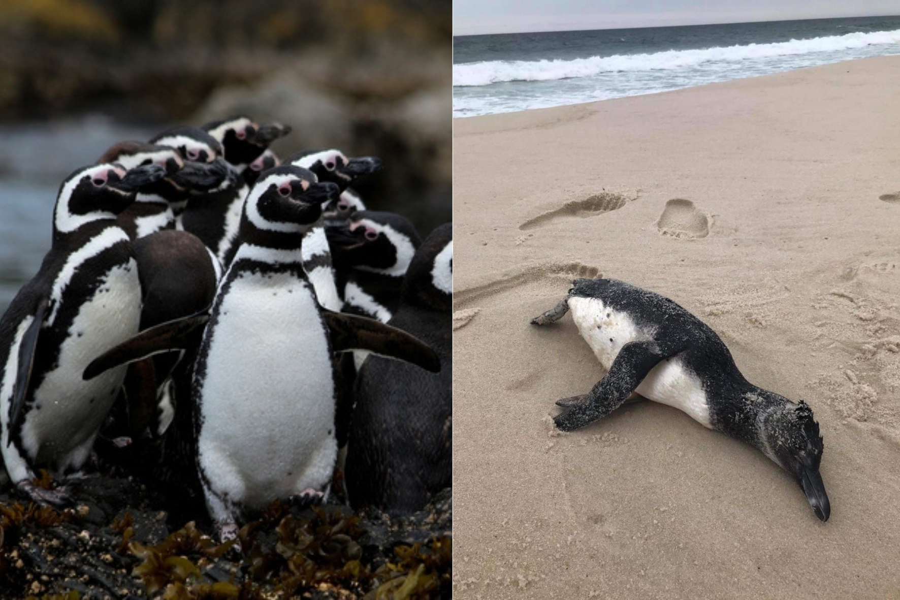 300 pinguins são encontrados mortos no Uruguai enquanto migravam para o Brasil