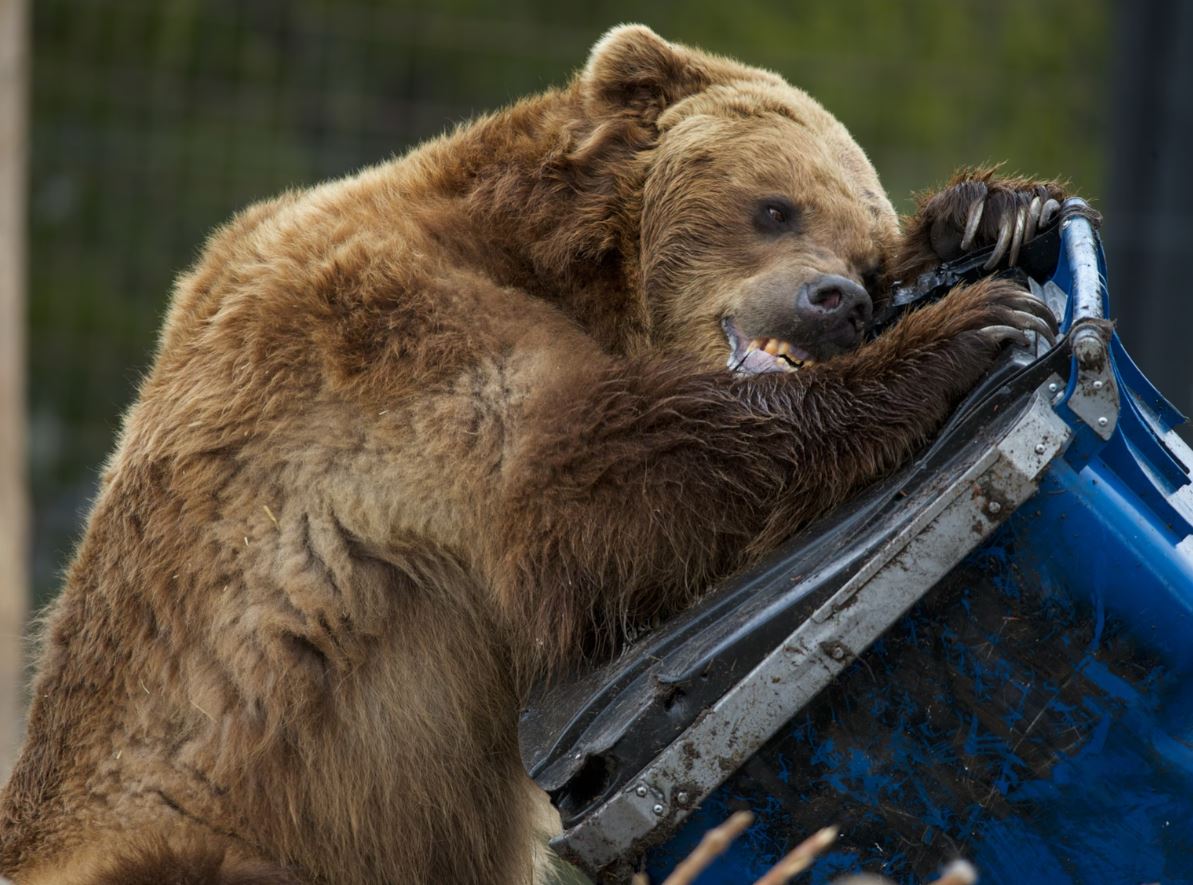 Mulher é morta por urso enquanto fazia trilha em floresta nos Estados Unidos