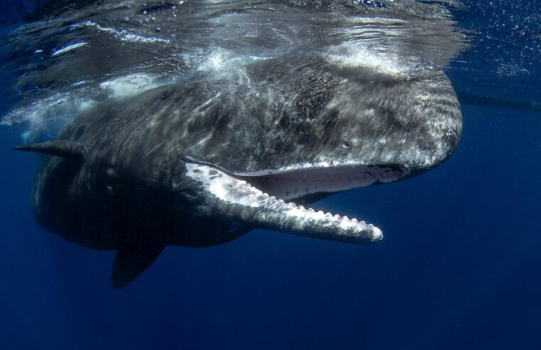 Âmbar cinza, avaliado em R$ 2,6 milhões, é encontrado em baleia morta