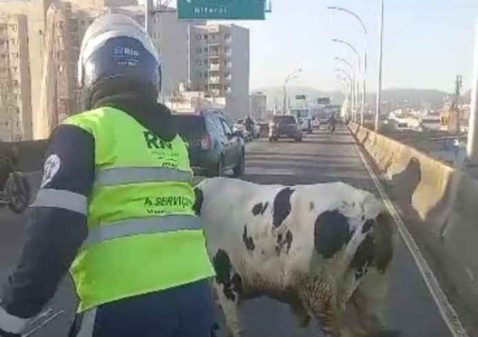 Um bezerro “passeou” pelo viaduto do Gasômetro na manhã de hoje e complicou o trânsito na região