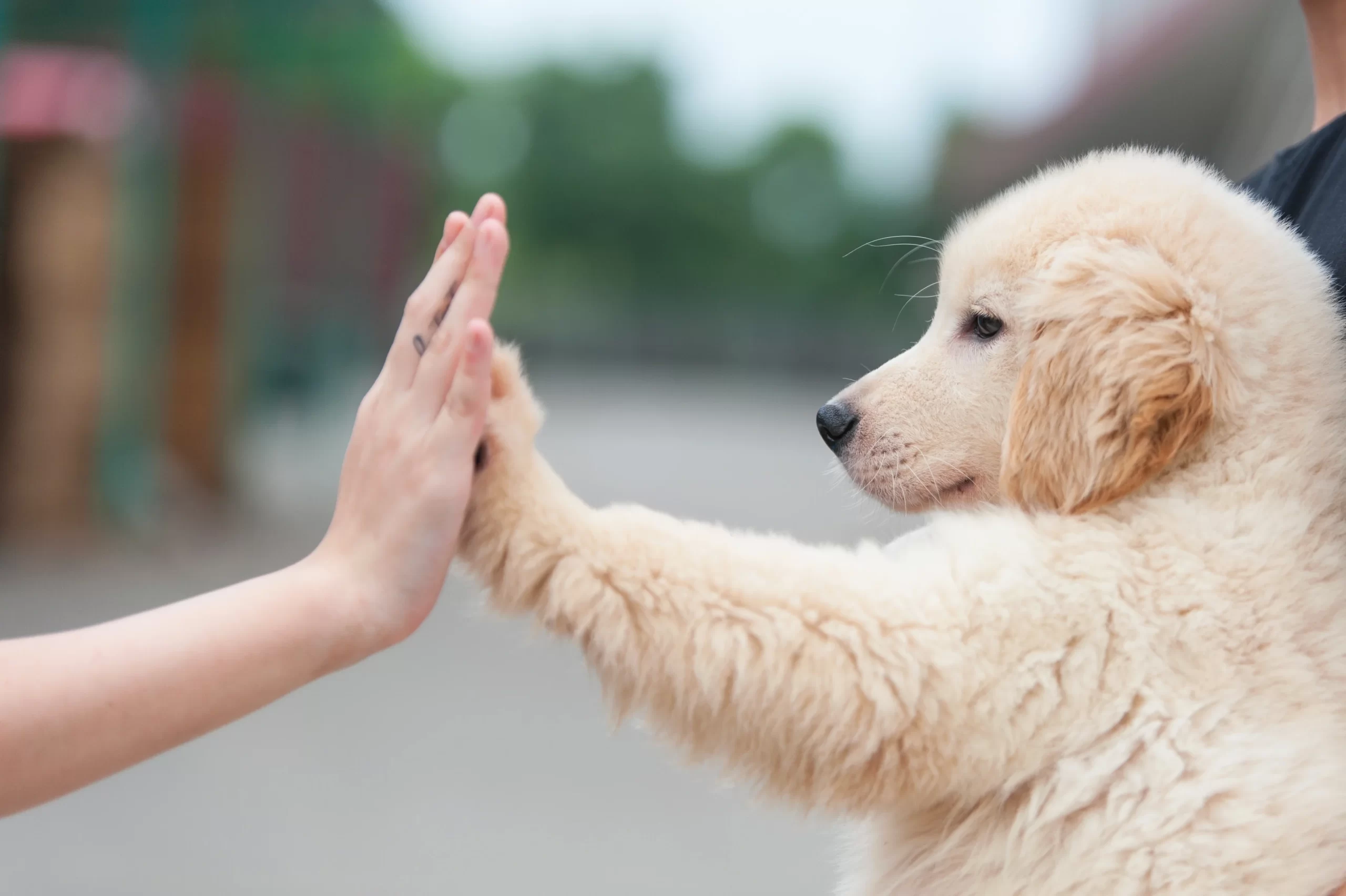 Ciência  descobre que animais também sofrem com ansiedade