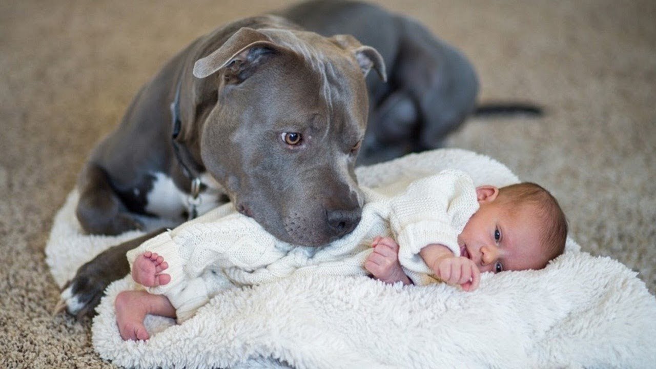 Mulher com autismo consegue autorização para sua cadela a acompanhar durante o parto