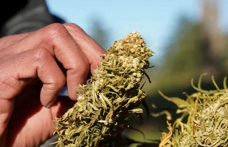 Anvisa proíbe importação de cannabis in natura, mesmo se for para uso medicinal