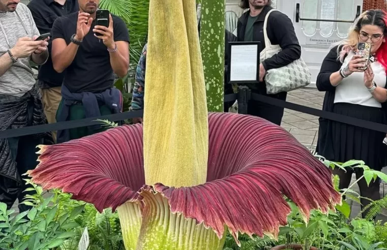 Flor que exala cheiro podre chama atenção de público nos EUA