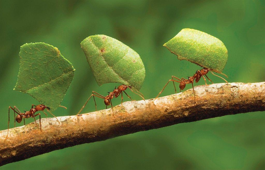 Novo estudo afirma  que formigas vão poder detectar câncer em humanos através do olfato