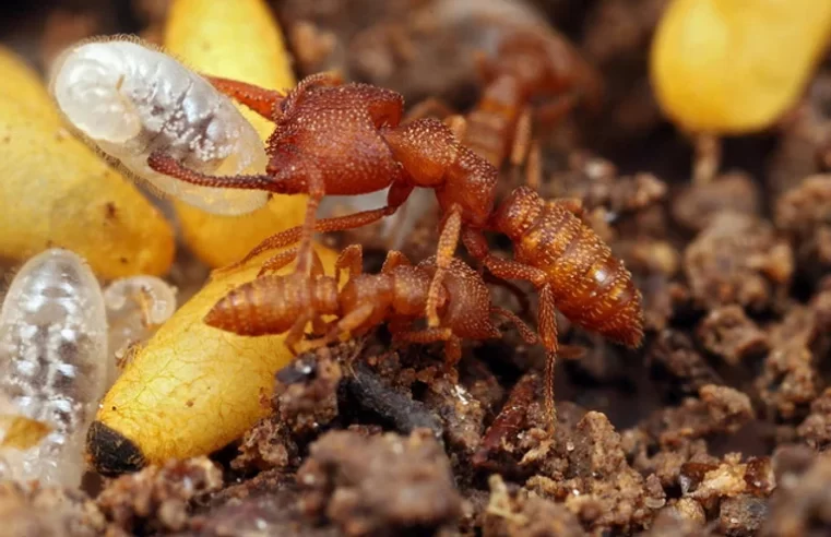 Formiga Drácula tem a mandíbula mais forte do reino animal