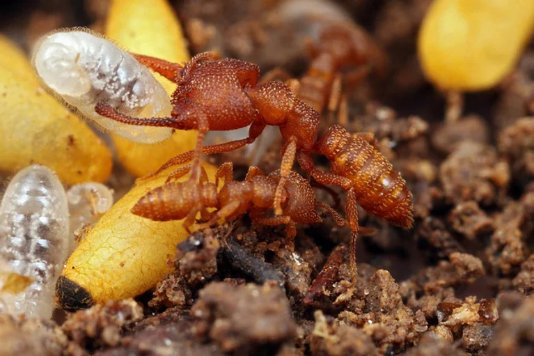 Formiga Drácula tem a mandíbula mais forte do reino animal