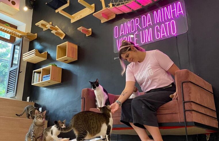 #Férias: cafeteria promove interação entre felinos e humanos