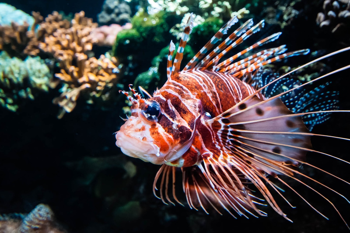 Peixe venenoso ameaça biodiversidade marinha brasileira