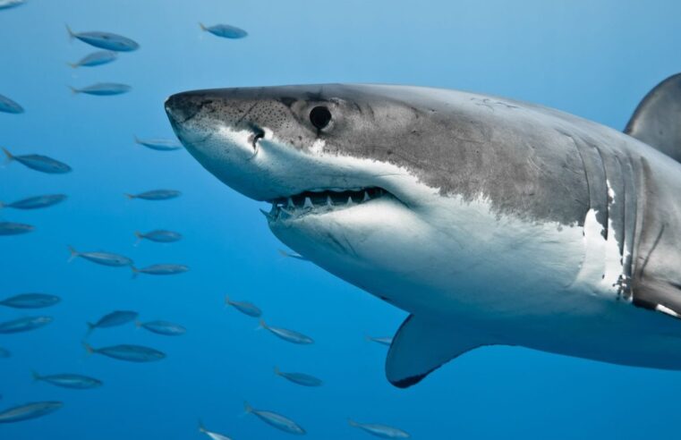 Cientistas afirmam que cocaína jogada no mar por traficantes deixa tubarões viciados