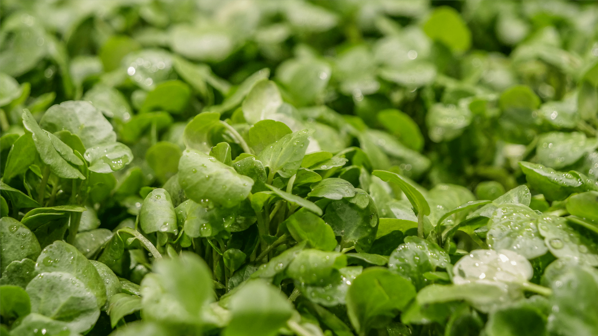 Agrião é fonte de muitas fibras e possui poucas calorias sendo aliado na dieta