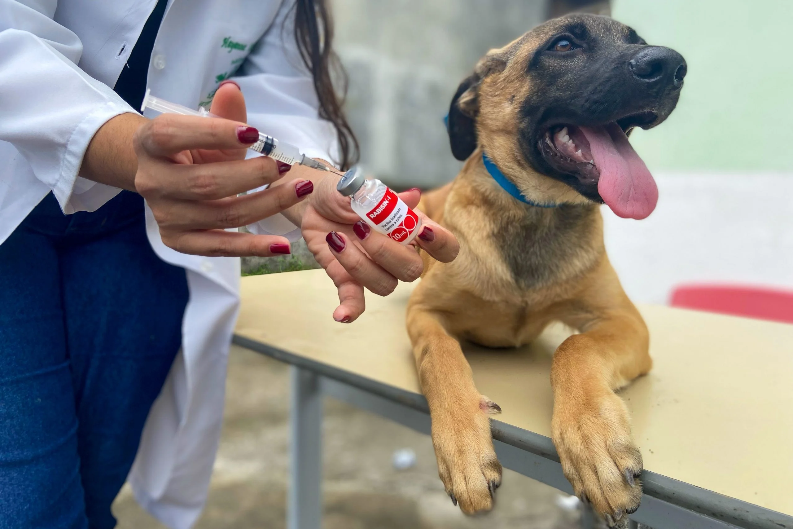 Vacinação contra raiva canina começa na fronteira com a Bolívia